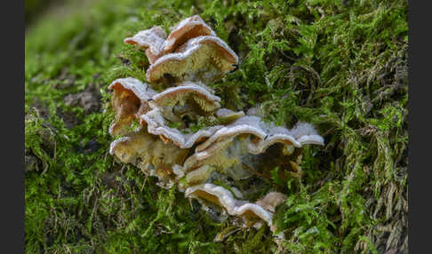 Gallertfleischiger Fältling (Phlebia tremellosa)