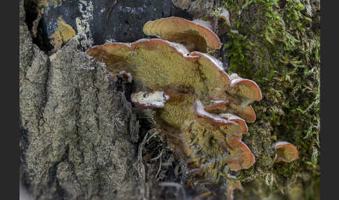 Gallertfleischiger Fältling (Phlebia tremellosa)