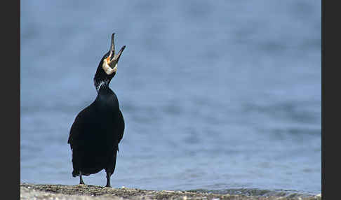 Kormoran (Phalacrocorax carbo)