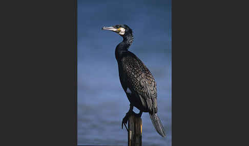 Kormoran (Phalacrocorax carbo)