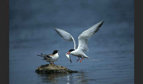 Flußseeschwalbe (Sterna hirundo)