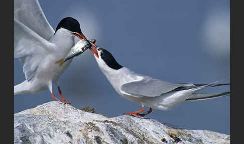 Flußseeschwalbe (Sterna hirundo)