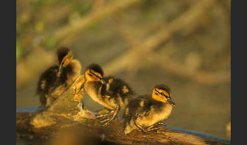 Stockente (Anas platyrhynchos)