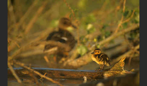 Stockente (Anas platyrhynchos)