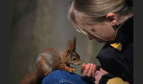 Eichhörnchen (Sciurus vulgaris)