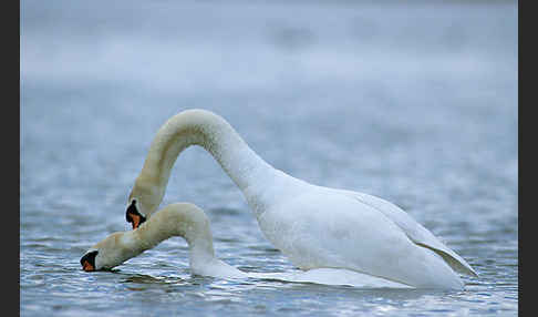 Höckerschwan (Cygnus olor)