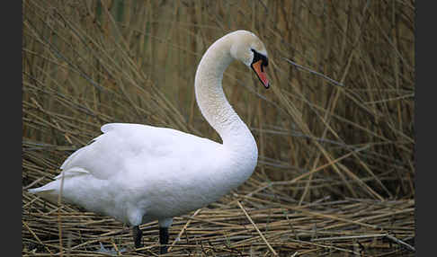 Höckerschwan (Cygnus olor)