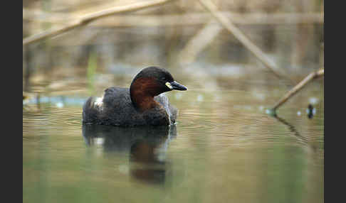 Zwergtaucher (Tachybaptus ruficollis)