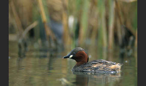 Zwergtaucher (Tachybaptus ruficollis)