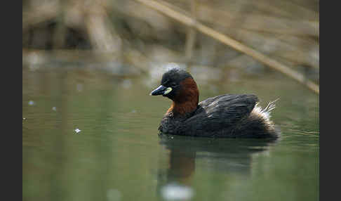 Zwergtaucher (Tachybaptus ruficollis)