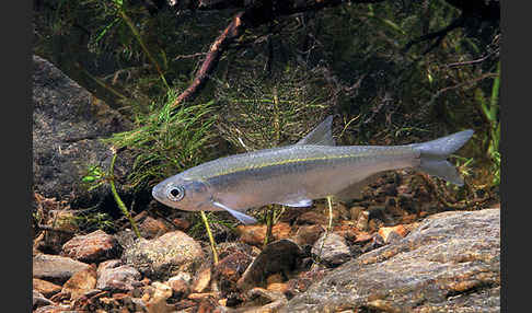 Ukelei (Alburnus alburnus)