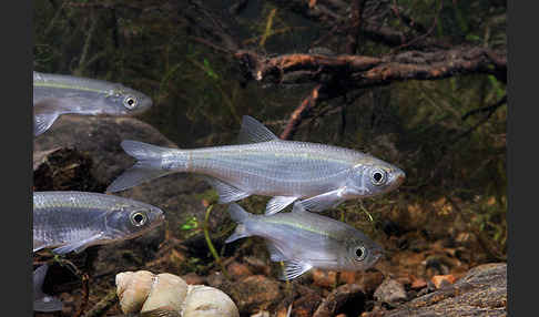 Ukelei (Alburnus alburnus)