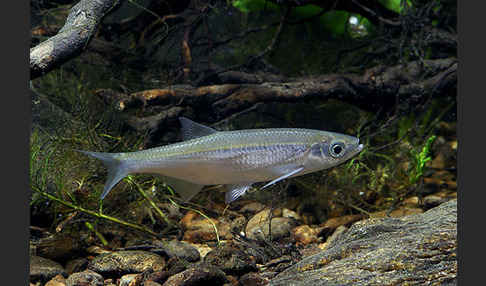 Ukelei (Alburnus alburnus)