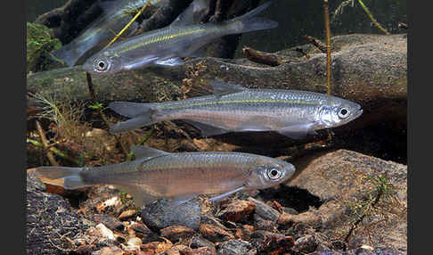 Ukelei (Alburnus alburnus)