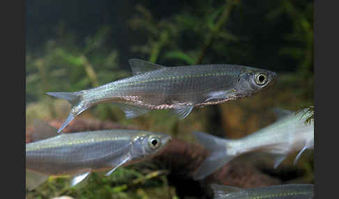 Ukelei (Alburnus alburnus)