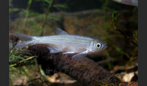 Ukelei (Alburnus alburnus)