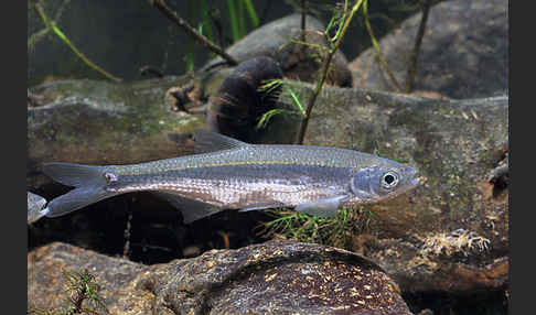 Ukelei (Alburnus alburnus)