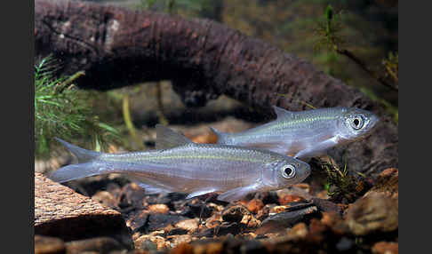 Ukelei (Alburnus alburnus)