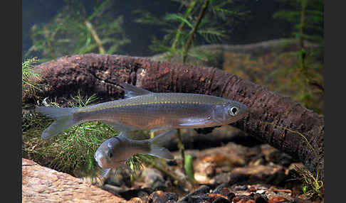 Ukelei (Alburnus alburnus)