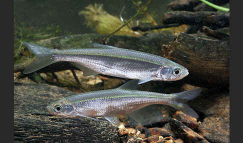 Ukelei (Alburnus alburnus)