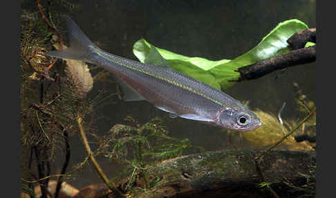 Ukelei (Alburnus alburnus)