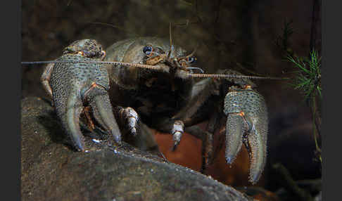 Edelkrebs (Astacus astacus)