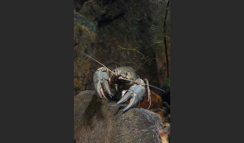 Edelkrebs (Astacus astacus)