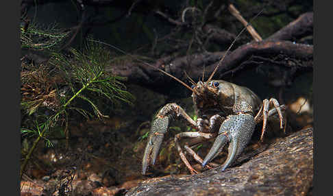 Edelkrebs (Astacus astacus)