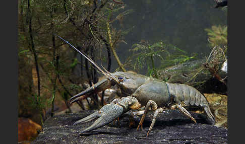 Edelkrebs (Astacus astacus)