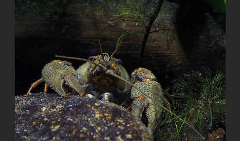 Edelkrebs (Astacus astacus)