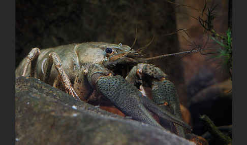 Edelkrebs (Astacus astacus)