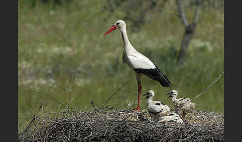 Weißstorch (Ciconia ciconia)