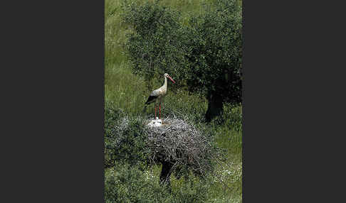 Weißstorch (Ciconia ciconia)