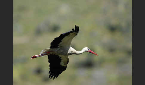 Weißstorch (Ciconia ciconia)