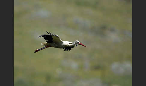 Weißstorch (Ciconia ciconia)