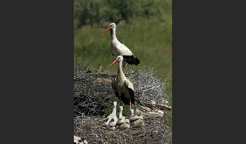 Weißstorch (Ciconia ciconia)