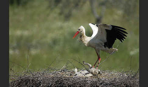 Weißstorch (Ciconia ciconia)