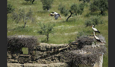 Weißstorch (Ciconia ciconia)