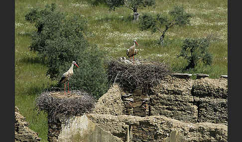 Weißstorch (Ciconia ciconia)