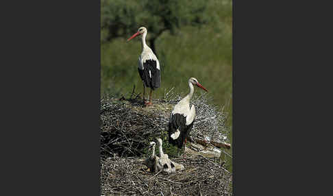 Weißstorch (Ciconia ciconia)