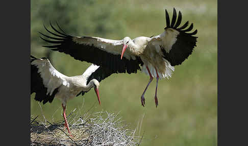 Weißstorch (Ciconia ciconia)