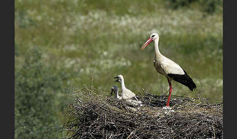 Weißstorch (Ciconia ciconia)