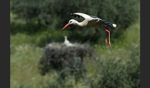 Weißstorch (Ciconia ciconia)