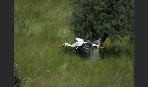 Weißstorch (Ciconia ciconia)