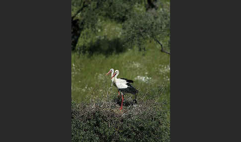 Weißstorch (Ciconia ciconia)