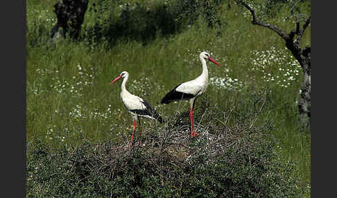 Weißstorch (Ciconia ciconia)