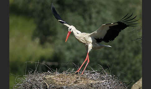 Weißstorch (Ciconia ciconia)