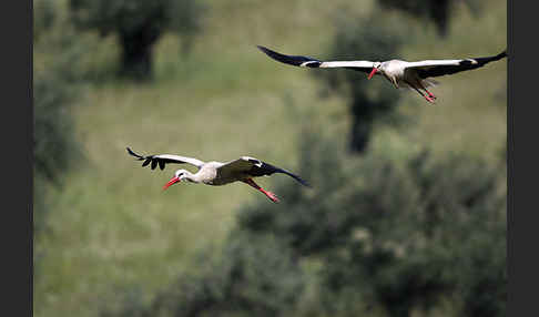 Weißstorch (Ciconia ciconia)