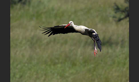 Weißstorch (Ciconia ciconia)