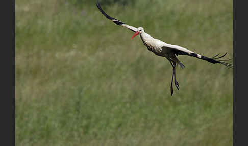 Weißstorch (Ciconia ciconia)